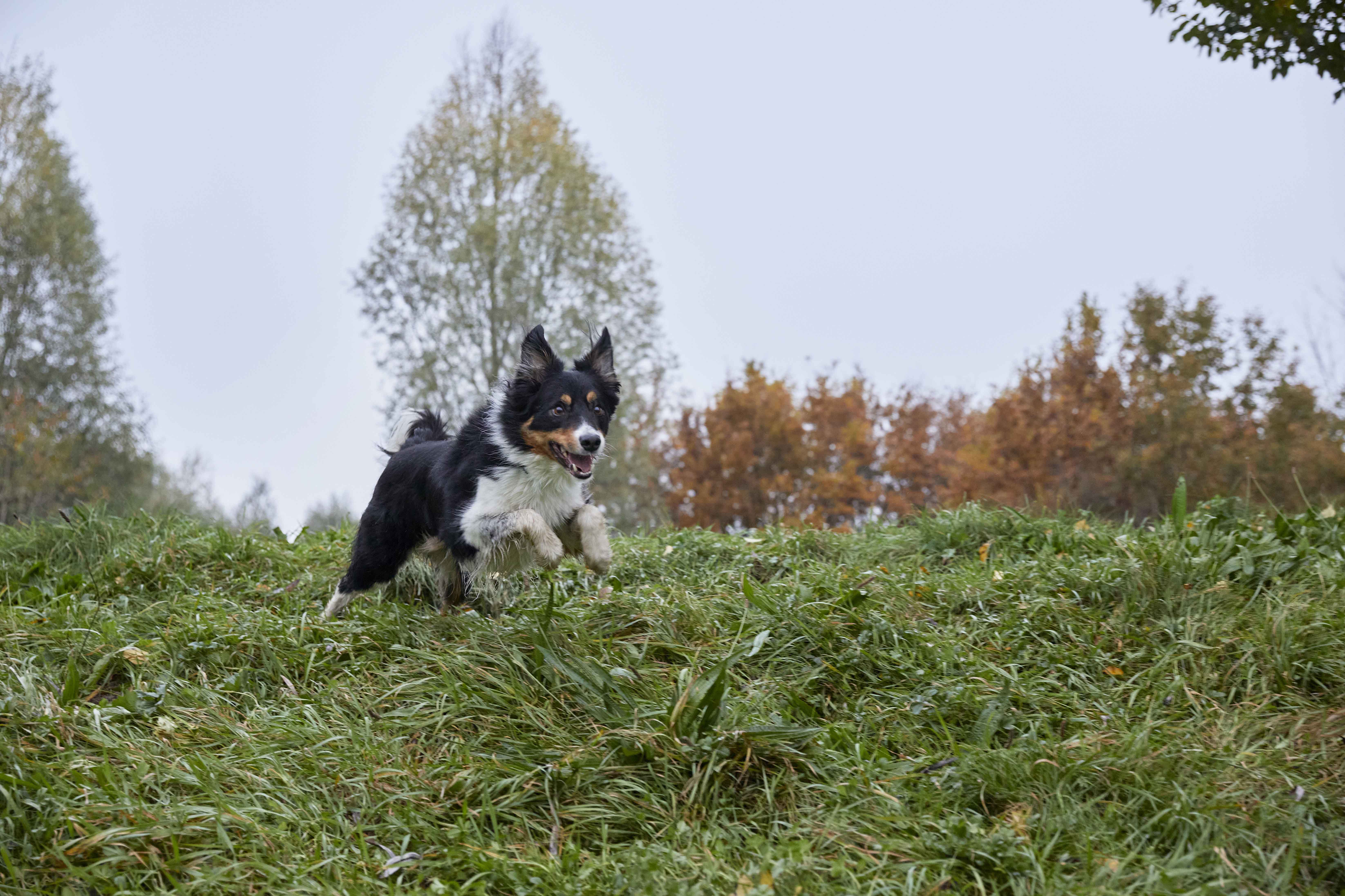 hond verzorging wondje welkoop